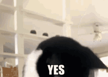 GIF