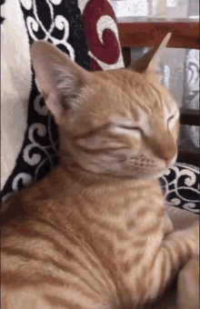 Sucktea Sleepy Cat GIF - Sucktea Sleepy Cat Cat GIFs