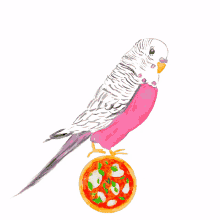budgie running colorsnack watercolor pizza