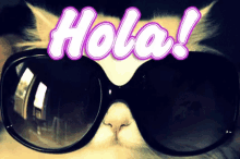 Cat Hola GIF - Cat Hola GIFs