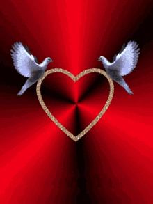 gold love heart dove bird