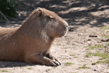 Capybara GIF