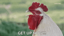 a close up of a rooster with a red crest and the words `` get up now '' written on it .