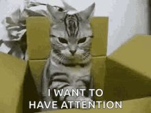 Cat Kitty GIF - Cat Kitty Serious Look GIFs