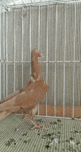 Pigeon Stargard Shaker GIF
