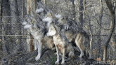 Wolf Pack GIF - Wolf Pack Curious GIFs