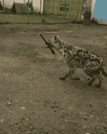 Hyena Yeen Pickaxe GIF - Hyena Yeen Pickaxe GIFs