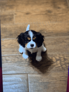 a black and white puppy sitting on a tiled floor