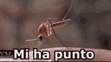 Zanzara Pungere Puntura Insetto Fastidioso GIF - Mosquito Sting Puncture GIFs