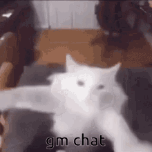 Gm Chat Hi Chat GIF - Gm Chat Hi Chat Faucet GIFs