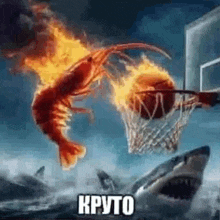 a shrimp is playing basketball with a shark in the water .