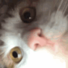 Kira Cat GIF - Kira Cat GIFs