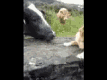 Lmao Funny Animals GIF - Lmao Funny Animals Cows GIFs