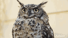 shocked mickey mouse funhouse surprised astonished horned owl