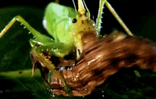 Weird Eat GIF - Weird Eat Grasshopper GIFs