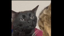 Spaced Out Black Cat Sleepy Zooted GIF - Spaced Out Black Cat Sleepy Zooted GIFs