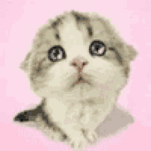 Cat Pet GIF - Cat Pet Fluffy GIFs