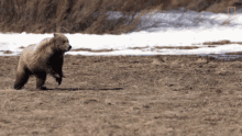 Bear Running GIF - Bear Running Why GIFs