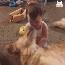a baby is playing with a dog and the dog is licking the baby 's face