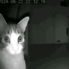 a close up of a cat 's face in a dark room .