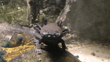 a black axolotl is standing on a rock in the water