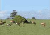 a herd of antelope grazing in a field with trees in the background