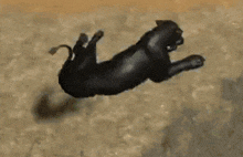 a black panther is standing on its hind legs in a field