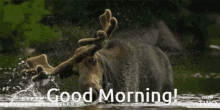 Moose Morning GIF - Moose Morning GIFs