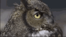 Owl Stare GIF