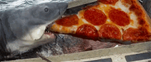 Shark Fish GIF - Shark Fish Pizza GIFs