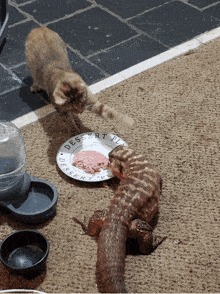 a cat and a lizard are eating from a desert place plate