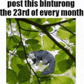 a picture of a squirrel hanging from a tree branch with the words post this binturong the 23rd of every month