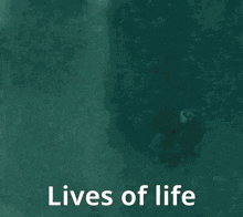 Lives Of Life Felinezero79839 GIF - Lives Of Life Felinezero79839 GIFs