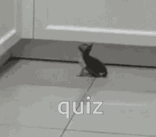 For Quiz Cat GIF - For Quiz Cat Kitten Jumping GIFs