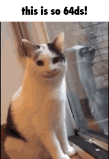 64ds Cat GIF - 64ds Cat Cats GIFs