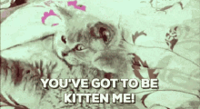 Kitten Kidding GIF - Kitten Kidding Kiddingme GIFs