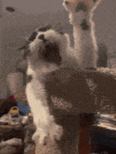Yawning Cat Tired Cat GIF - Yawning Cat Tired Cat Stretching GIFs