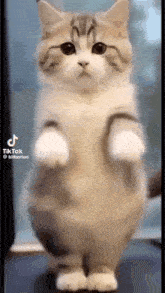 Cat Dance GIF - Cat Dance Cat GIFs