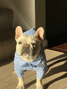 a french bulldog wearing a blue and white plaid shirt and hat