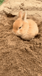 a small orange rabbit is laying in the sand .