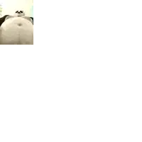 a picture of a panda bear 's belly with a black border