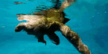 sloth swimming