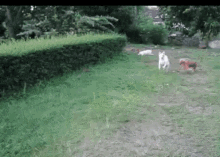 Dog Play GIF - Dog Play Bush GIFs