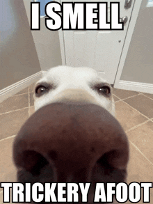 Dog Funny Dog GIF - Dog Funny Dog Dog Nose GIFs