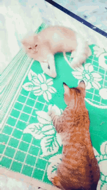 Cat Play GIF - Cat Play Pet GIFs