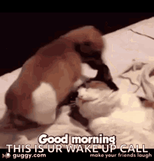 Good Morning GIF - Good Morning Dogs GIFs