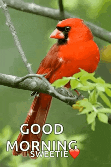 Good Morning Red Bird GIF