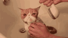 Cat Cute GIF - Cat Cute Bath Time GIFs