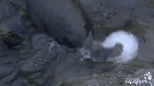 Can'T Get This Darn Thing Open! GIF - Ice Otter Play GIFs