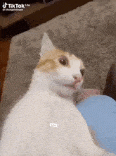 a cat is sitting on a couch with its mouth open and looking at the camera .